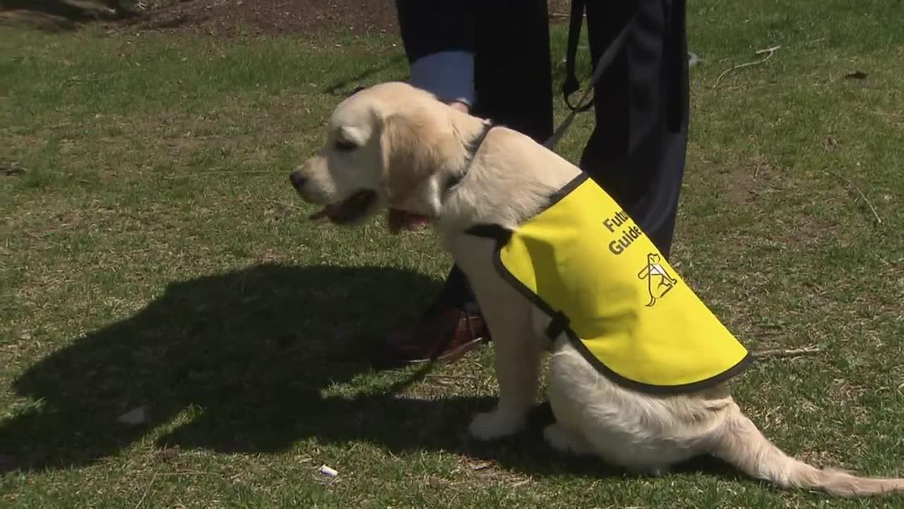 Video Cnib Asking For Public S Help To Train Guide Dogs