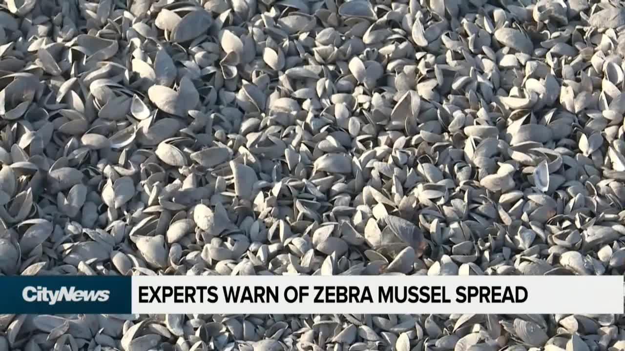 Experts Warn Invasive Zebra Mussel Could Spread To Other Provinces