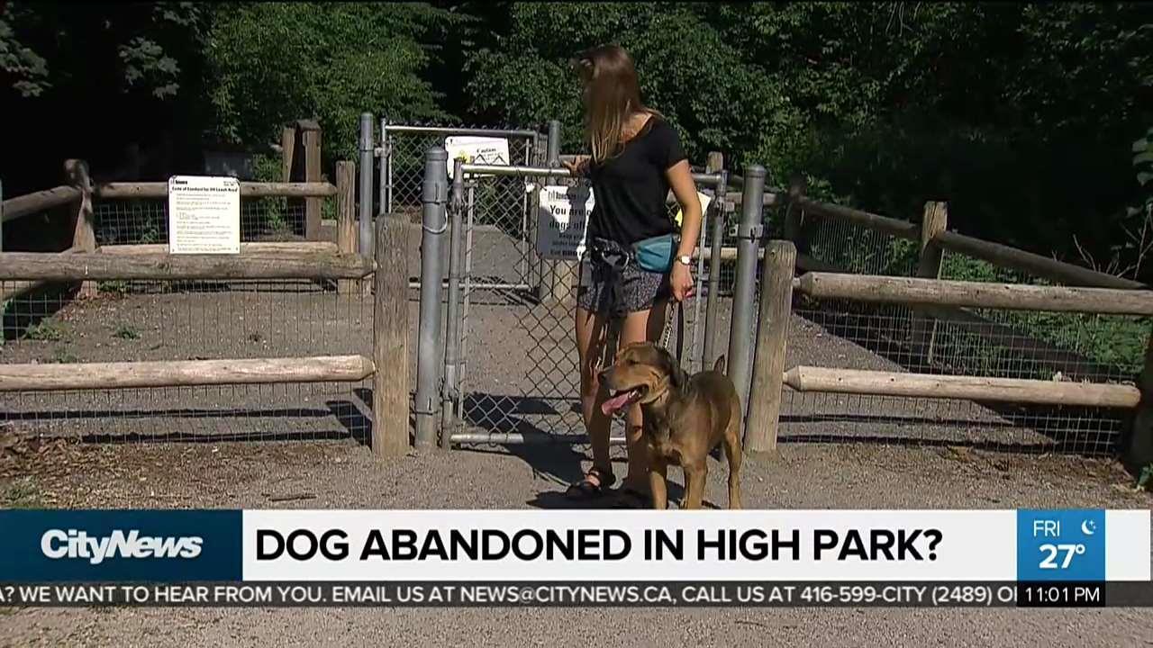 Dog Walker Finds Abandoned Dog In High Park