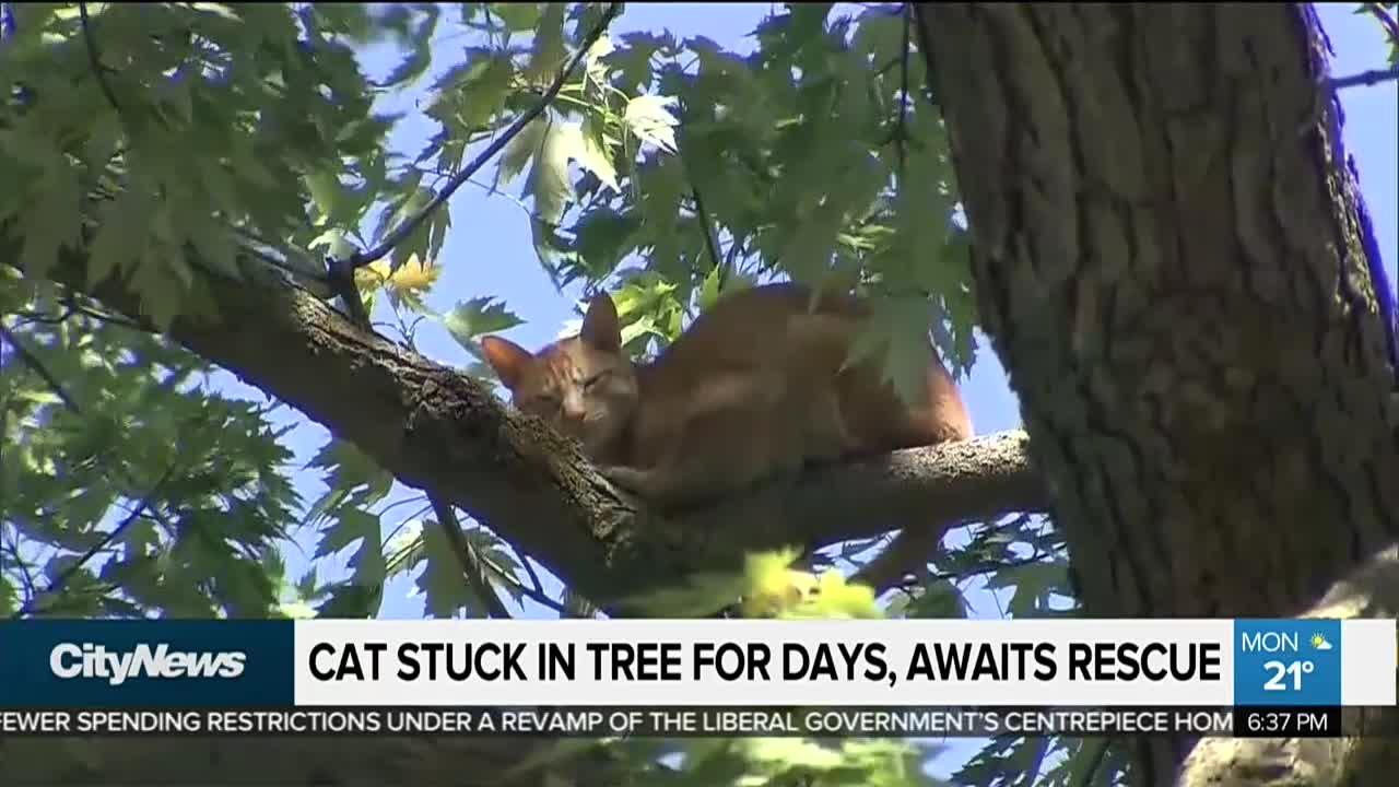 Cat stuck in tree for three days