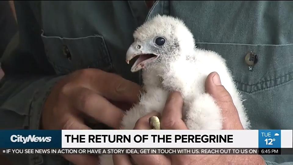 Peregrine Falcons Return To Ontarios Skies