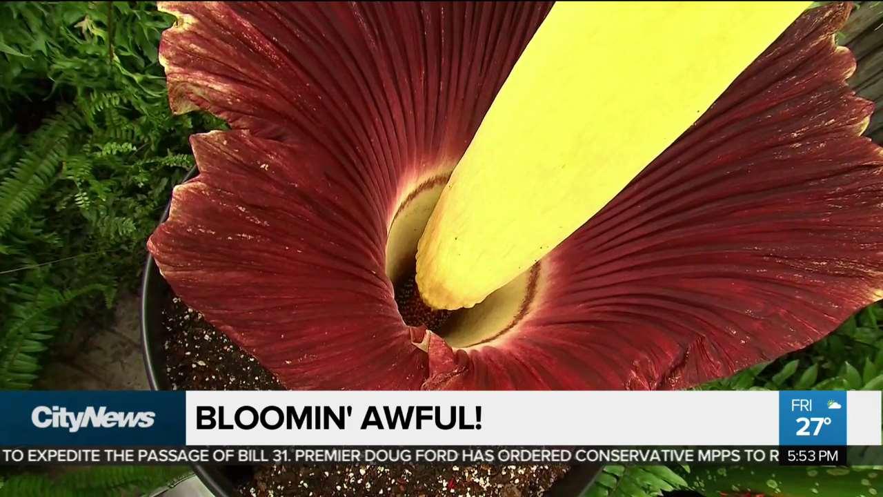 Rare And Stinky Corpse Flower Blooms At Toronto Zoo