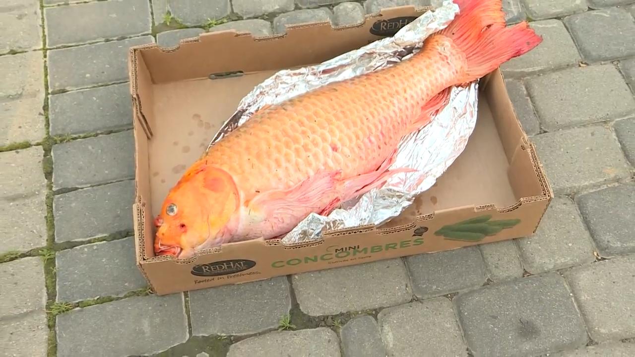 Boy catches one of the largest koi fish in an Alberta pond - Video