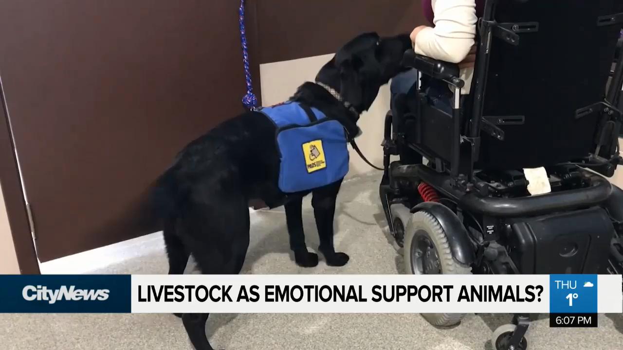 Chickens as emotional support animals in Calgary