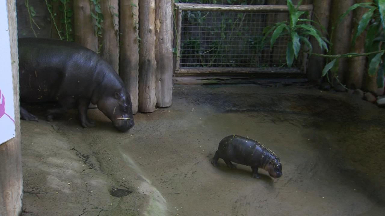 toronto zoo reveals name of pygmy hippo calf