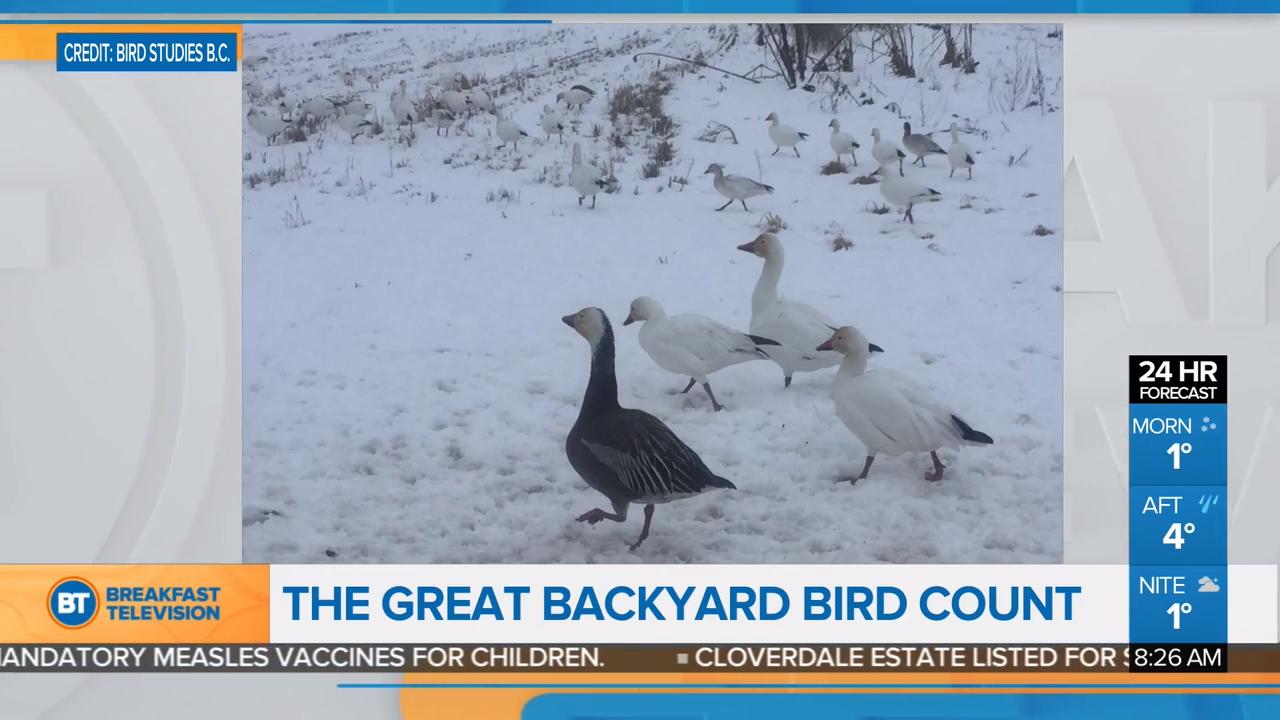 The Great Backyard Bird Count
