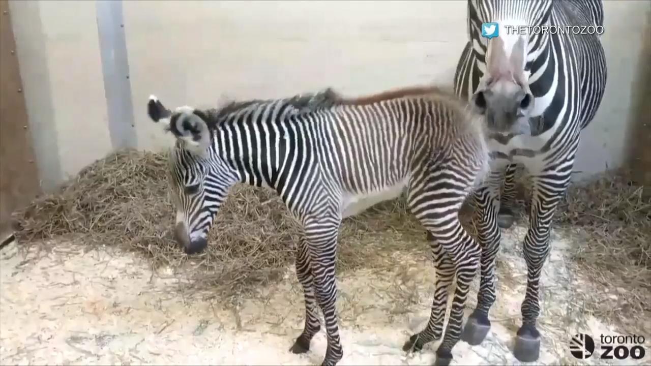 Izzy the new baby Grant's Zebra - ZooChat