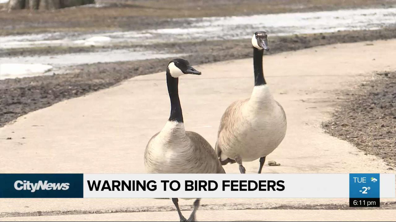 Don’t feed the geese bread, say animal experts Video CityNews Edmonton