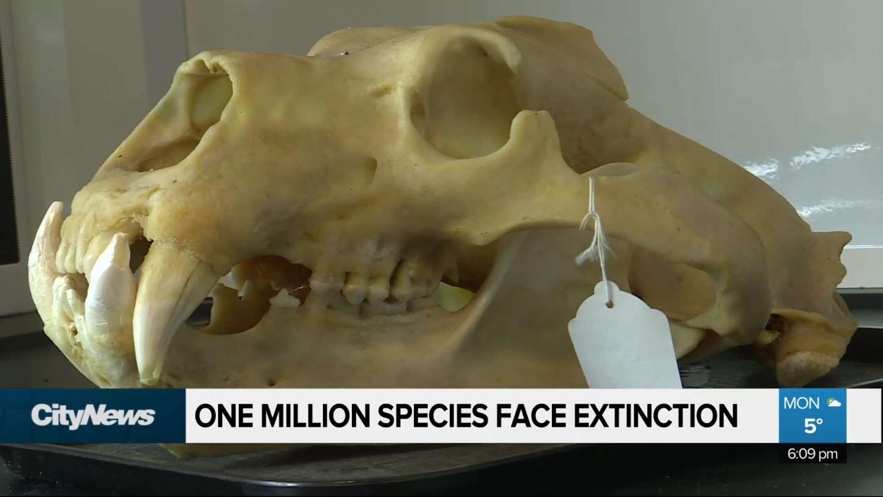 One Million Species Are At Risk Of Extinction Says UN Report