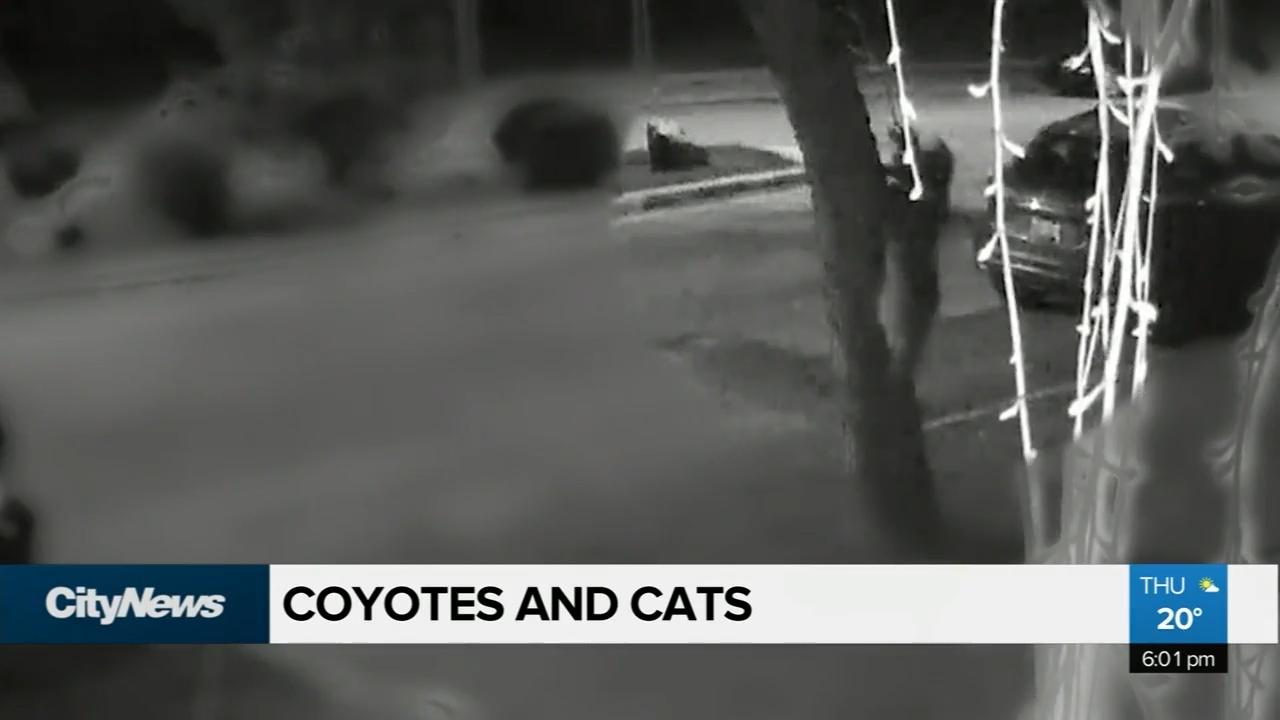 Security video shows coyote killing declawed cat - Video - CityNews ...