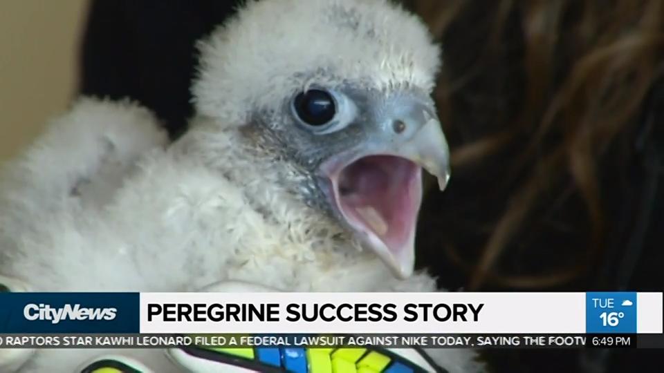 Peregrine Falcons Success Story