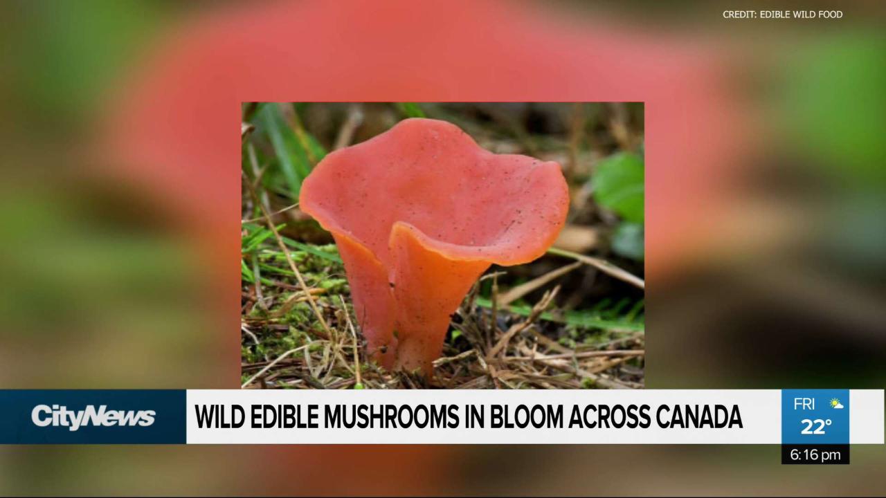 Wild edible mushrooms bloom in Canada - Video - CityNews Edmonton