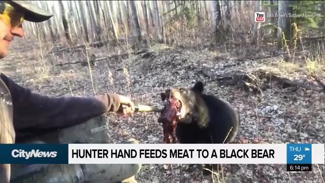 Black Bear..The Other Red Meat - Dialed In Hunter