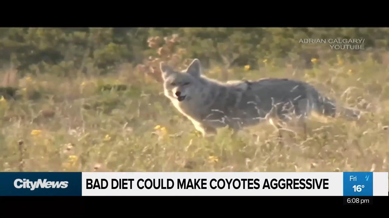 Bad diet could make coyotes aggressive Study Video CityNews Edmonton