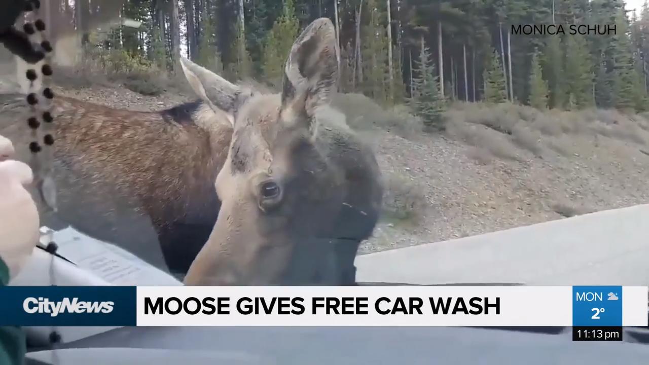 Moose gives free car wash Video CityNews Edmonton