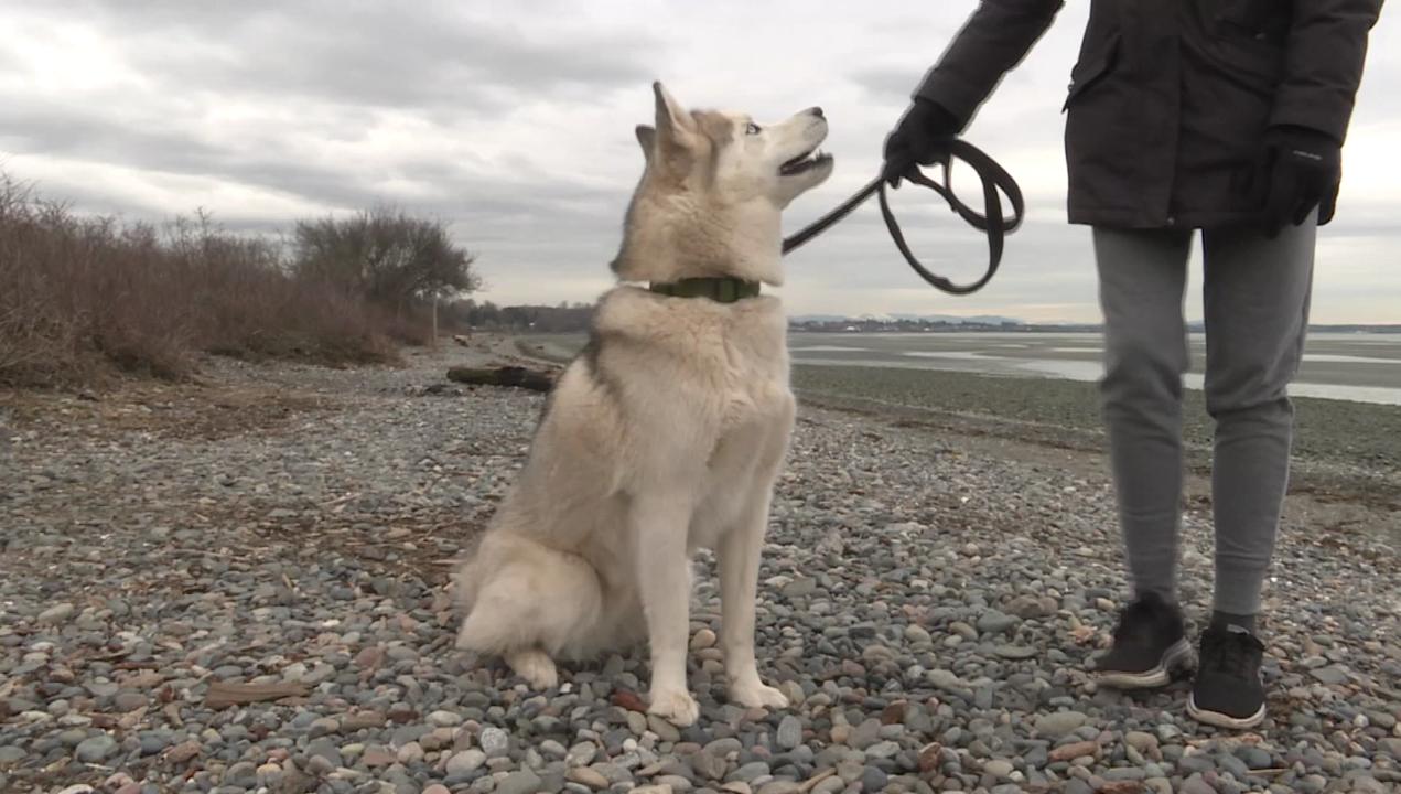 are dogs allowed on white rock beach