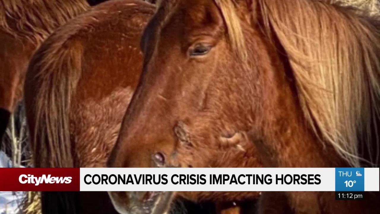 COVID19 impacting horses Video CityNews Edmonton