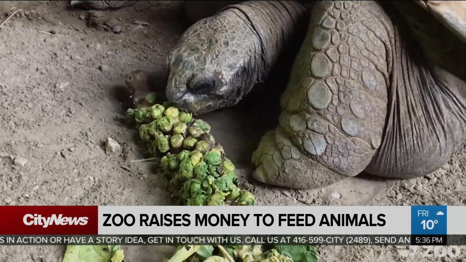Toronto Zoo Raises Over 500 000 In One Week To Help Feed The Animals