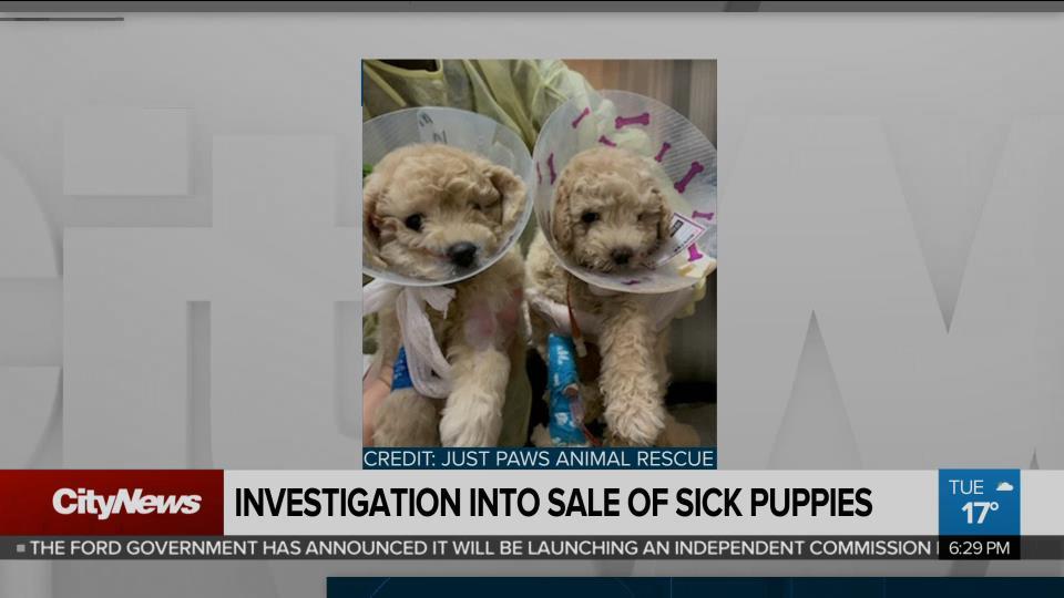Sale Of Sick Puppies Being Investigated By Province Citynews Toronto
