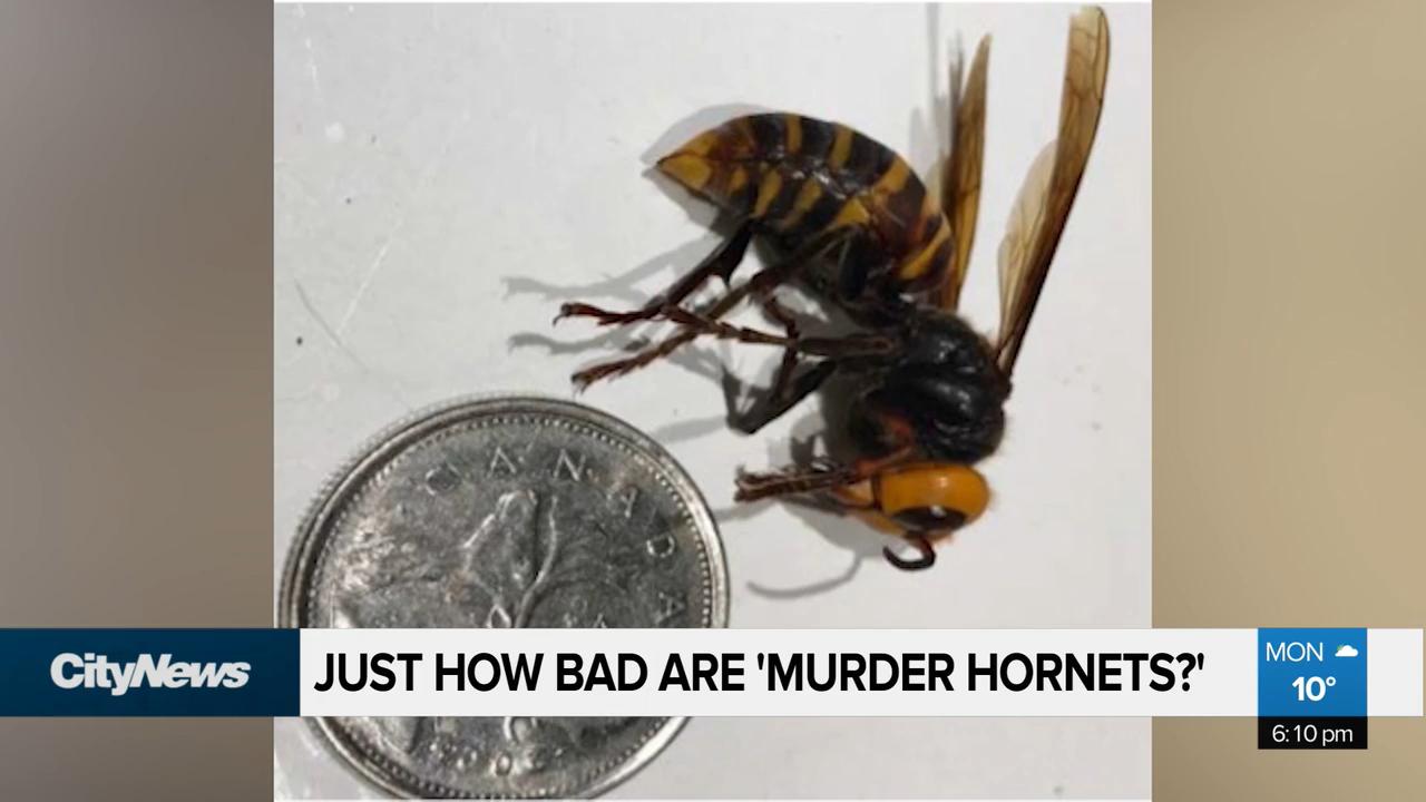 Just How Bad Are ‘murder Hornets’?