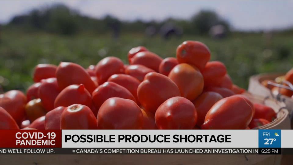 Possible tomato shortage this summer