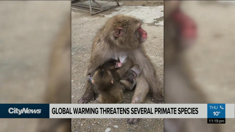 Primate species face extinction due to global warming - CityNews Montreal