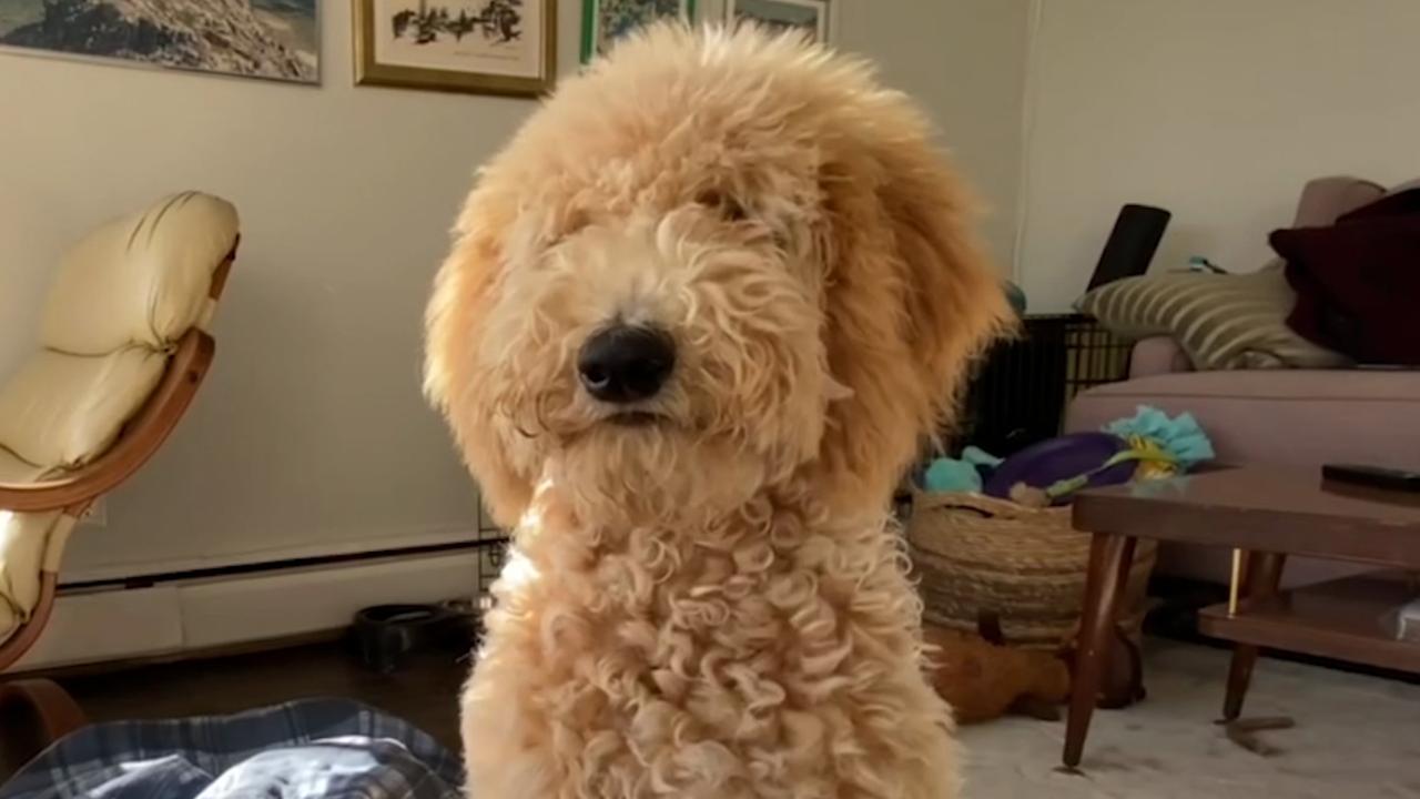 sweeney dog box