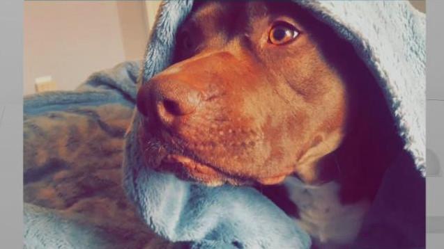 Family fights for custody of beloved pet dog